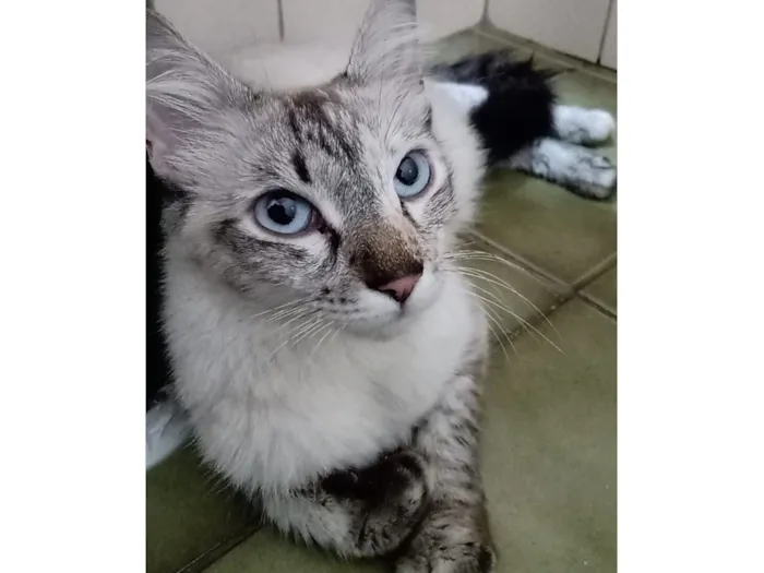 Gato raça SRD-ViraLata idade 7 a 11 meses nome Love 