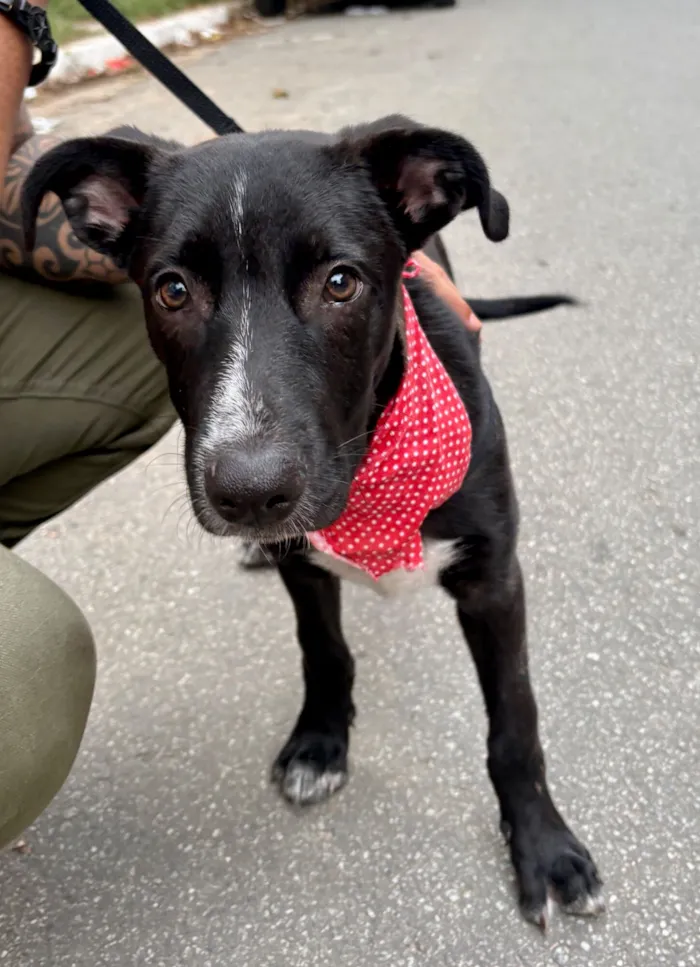 Cachorro raça SRD-ViraLata idade 2 a 6 meses nome Nanilo 