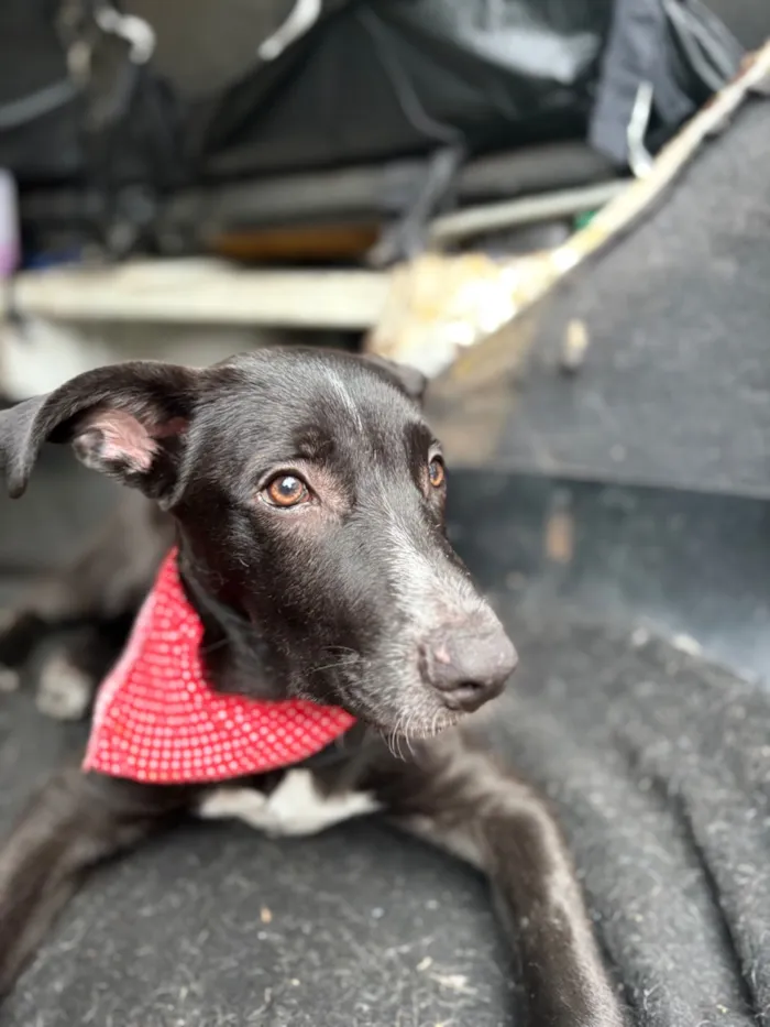 Cachorro raça SRD-ViraLata idade 2 a 6 meses nome Nanilo 