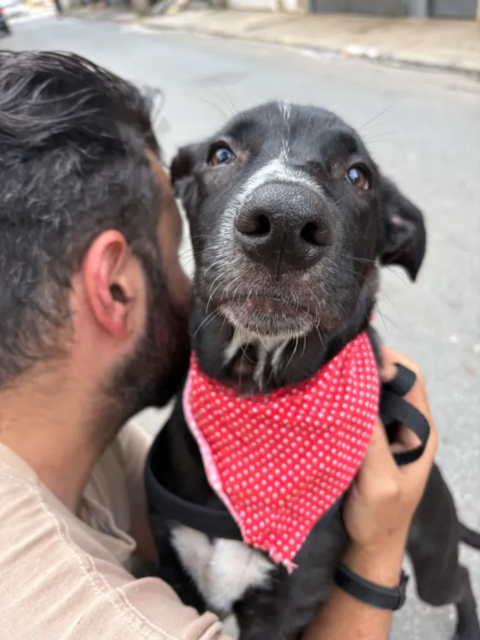 Cachorro raça SRD-ViraLata idade 2 a 6 meses nome Nanilo 