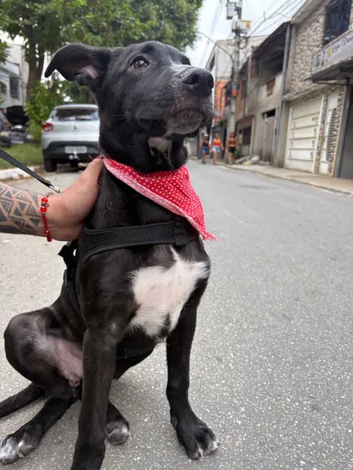 Cachorro raça SRD-ViraLata idade 2 a 6 meses nome Nanilo 