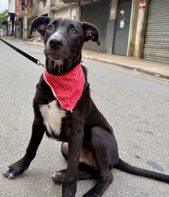 Cachorro raça SRD-ViraLata idade 2 a 6 meses nome Nanilo 