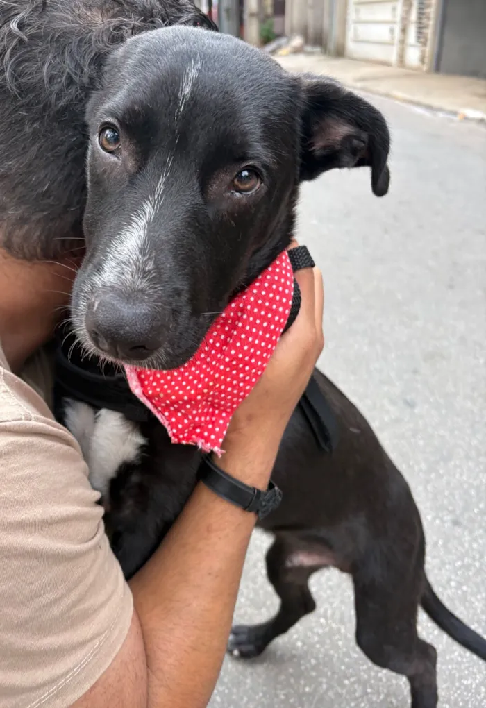 Cachorro raça SRD-ViraLata idade 2 a 6 meses nome Nanilo 