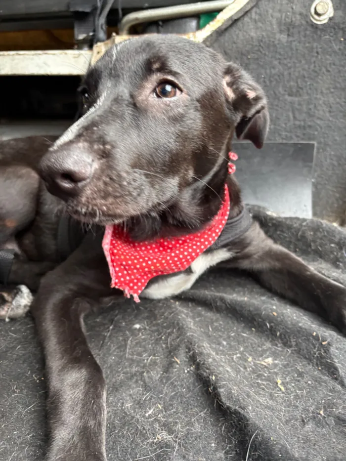 Cachorro raça SRD-ViraLata idade 2 a 6 meses nome Nanilo 