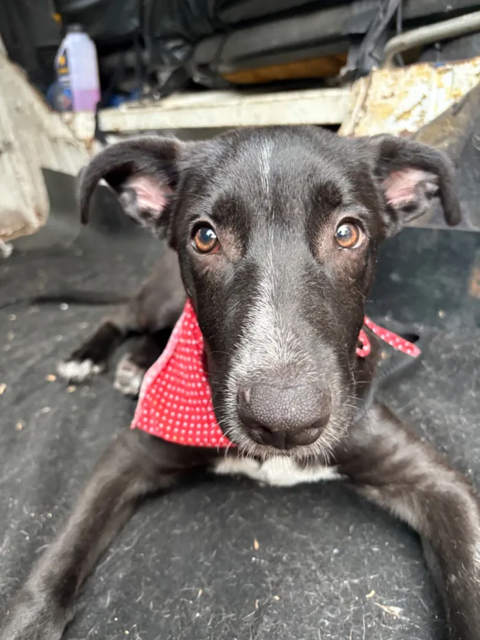 Cachorro raça SRD-ViraLata idade 2 a 6 meses nome Nanilo 