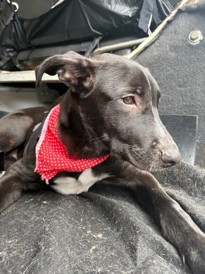 Cachorro raça SRD-ViraLata idade 2 a 6 meses nome Nanilo 