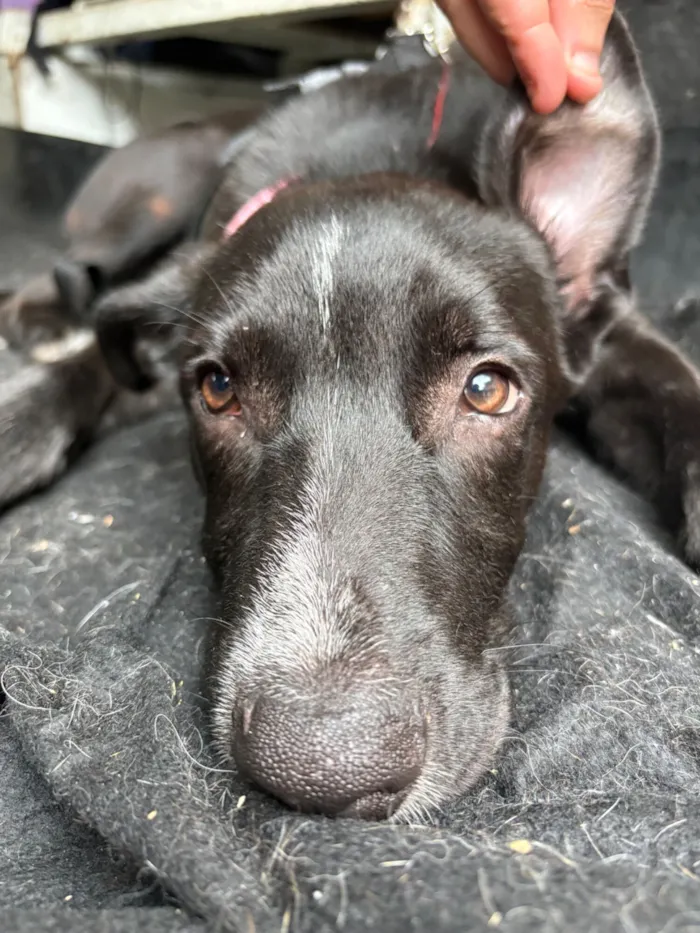 Cachorro raça SRD-ViraLata idade 2 a 6 meses nome Nanilo 