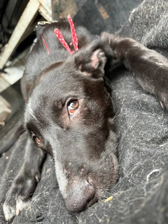 Cachorro raça SRD-ViraLata idade 2 a 6 meses nome Nanilo 