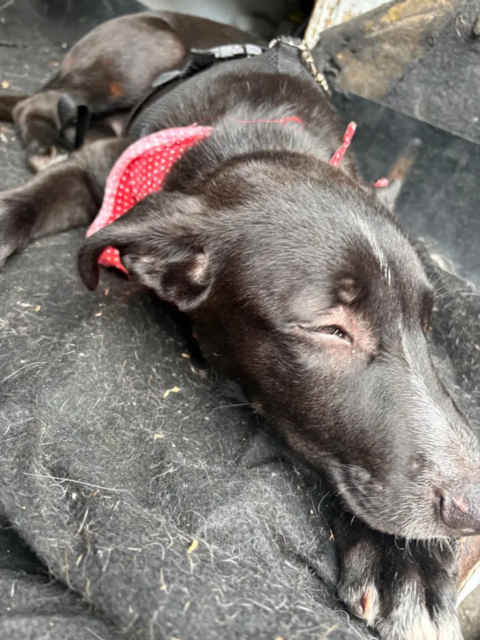 Cachorro raça SRD-ViraLata idade 2 a 6 meses nome Nanilo 