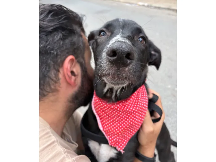 Cachorro raça SRD-ViraLata idade 2 a 6 meses nome Nanilo 