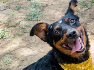 Cachorro raça SRD-ViraLata idade 5 anos nome Liana
