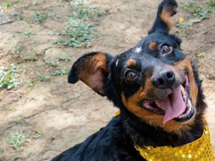 Cachorro raça SRD-ViraLata idade 5 anos nome Liana