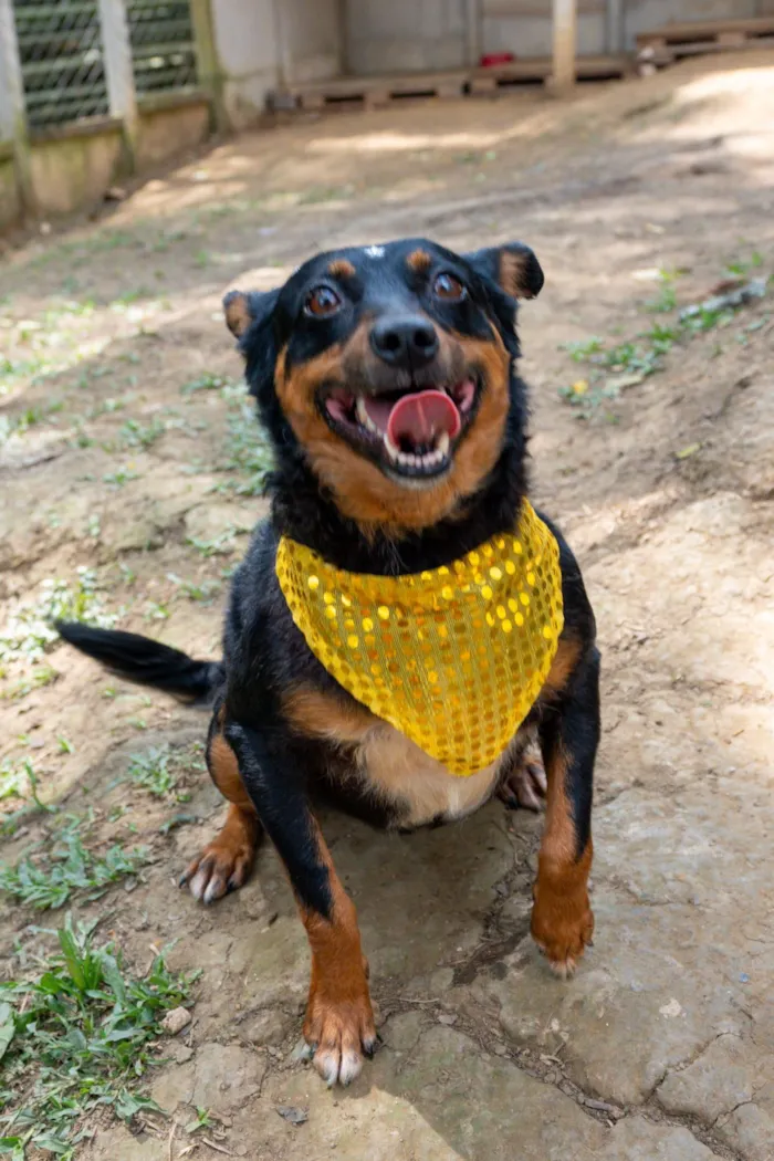 Cachorro raça SRD-ViraLata idade 5 anos nome Liana