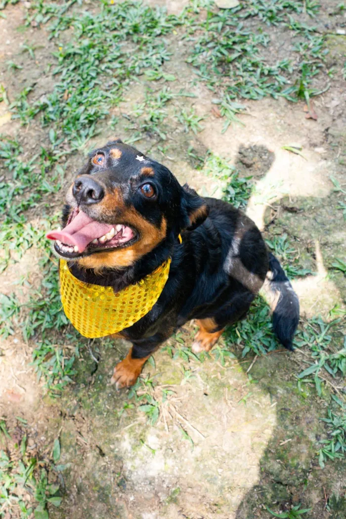 Cachorro raça SRD-ViraLata idade 5 anos nome Liana