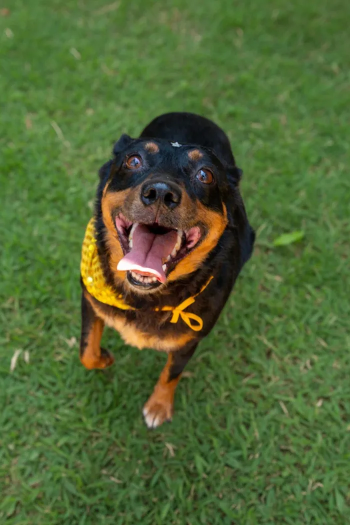 Cachorro raça SRD-ViraLata idade 5 anos nome Liana