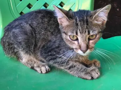 Gato raça SRD-ViraLata idade 2 a 6 meses nome Lua E Luna