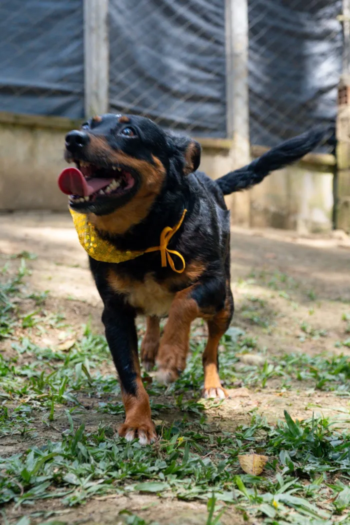 Cachorro raça SRD-ViraLata idade 5 anos nome Liana