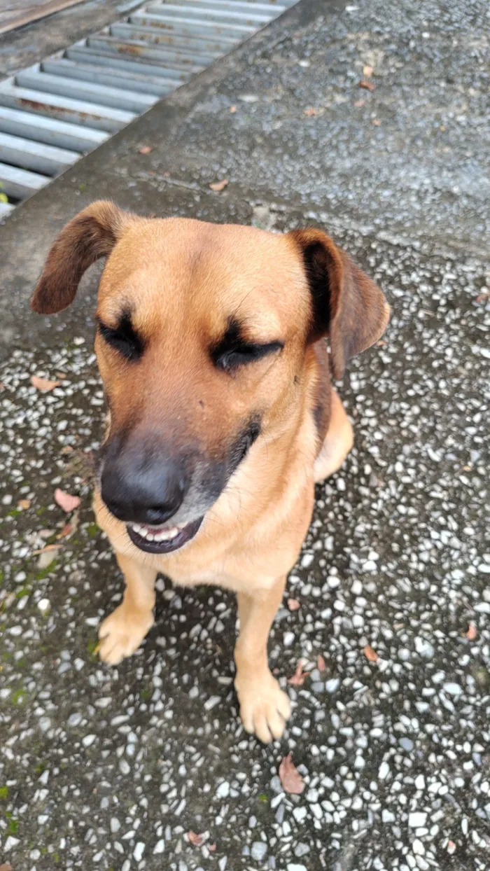 Cachorro raça SRD-ViraLata idade 1 ano nome Sem nome 