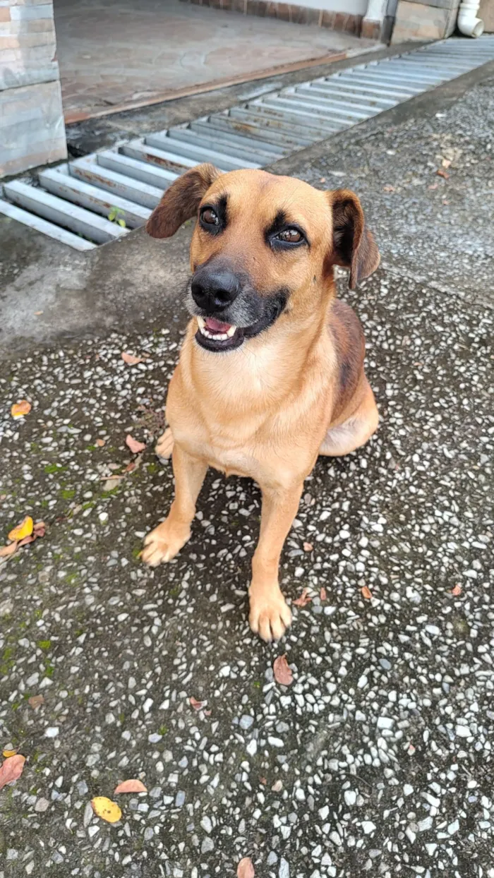 Cachorro raça SRD-ViraLata idade 1 ano nome Sem nome 