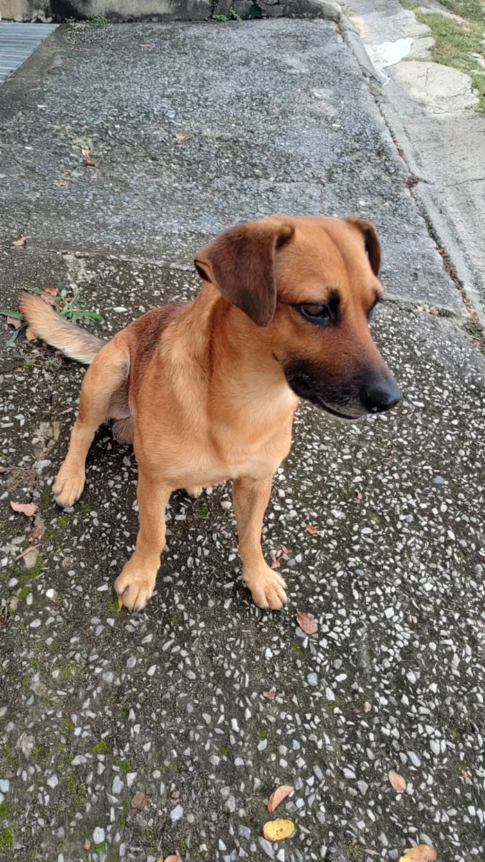 Cachorro raça SRD-ViraLata idade 1 ano nome Sem nome 