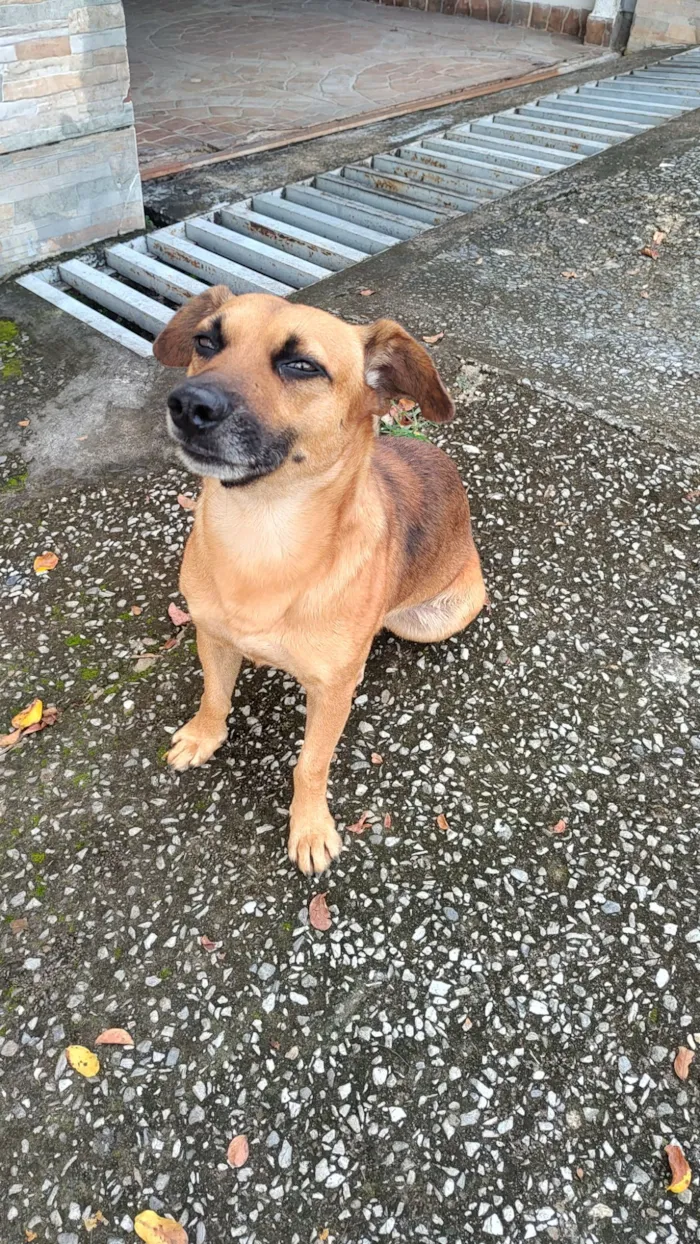 Cachorro raça SRD-ViraLata idade 1 ano nome Sem nome 