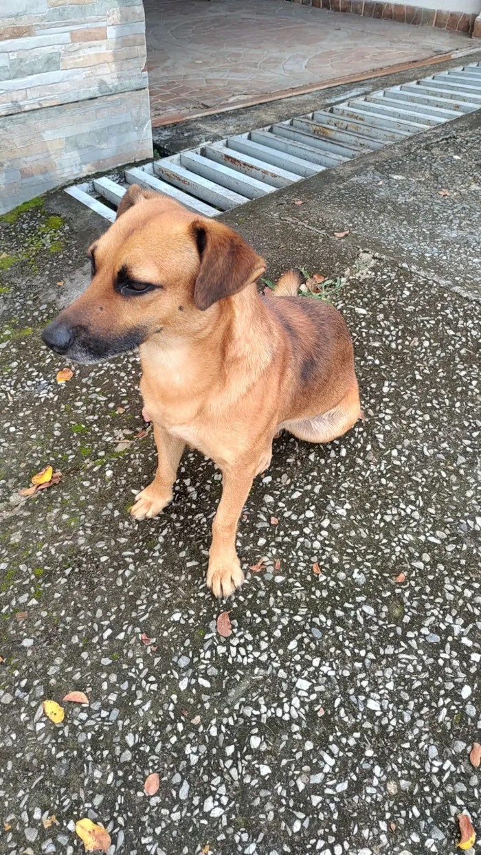 Cachorro raça SRD-ViraLata idade 1 ano nome Sem nome 