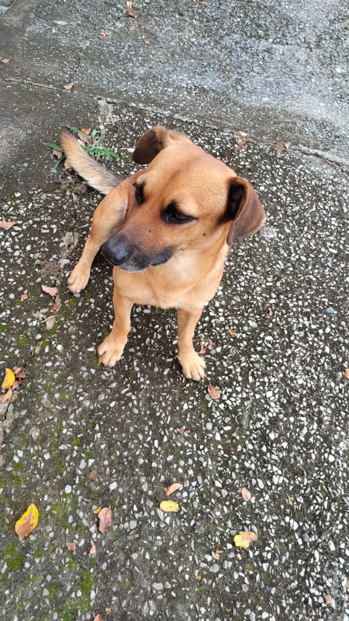 Cachorro raça SRD-ViraLata idade 1 ano nome Sem nome 