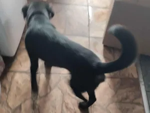 Cachorro raça SRD-ViraLata idade 7 a 11 meses nome MAX 