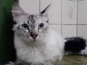Gato raça SRD-ViraLata idade 7 a 11 meses nome Love 