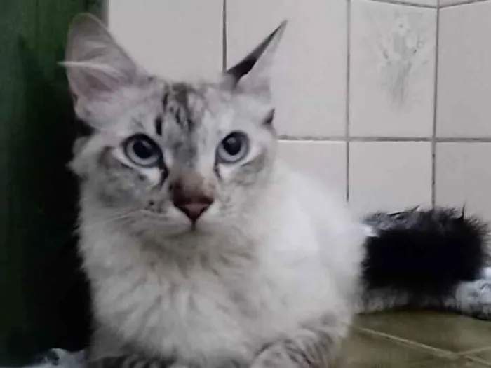 Gato raça SRD-ViraLata idade 7 a 11 meses nome Love 