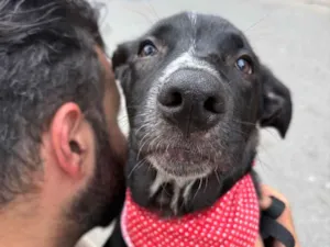 Cachorro raça SRD-ViraLata idade 2 a 6 meses nome Nanilo 