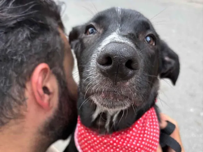 Cachorro raça SRD-ViraLata idade 2 a 6 meses nome Nanilo 