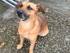 Cachorro raça SRD-ViraLata idade 1 ano nome Sem nome 