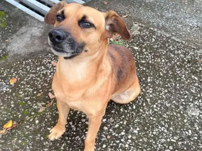 Cachorro raça SRD-ViraLata idade 1 ano nome Sem nome 