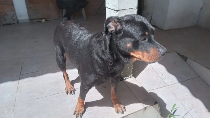 Cachorro raça Rottweiler idade 6 ou mais anos nome Laika