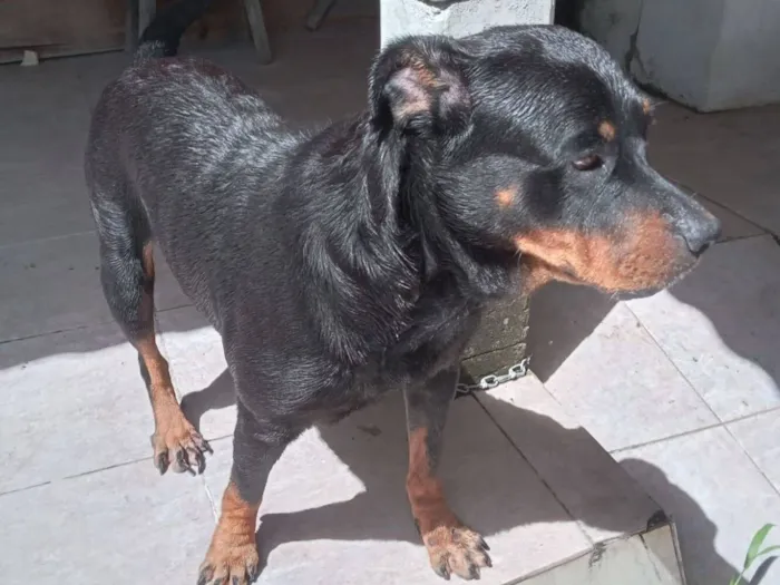Cachorro raça Rottweiler idade 6 ou mais anos nome Laika