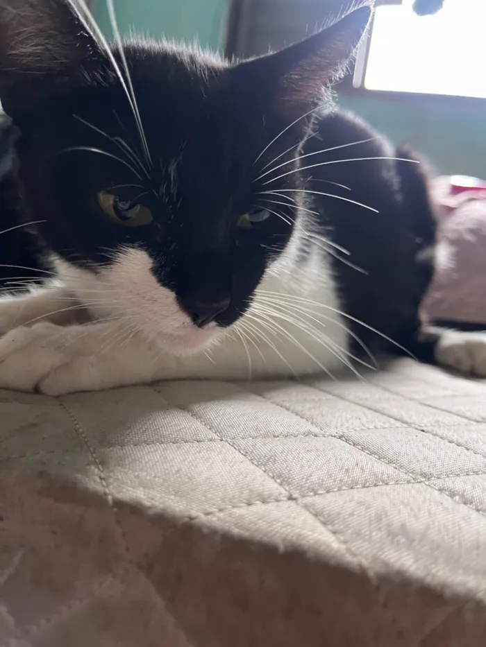 Gato raça SRD-ViraLata idade 2 anos nome Mia