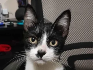 Gato raça SRD-ViraLata idade 2 a 6 meses nome Charlie Chaplin 