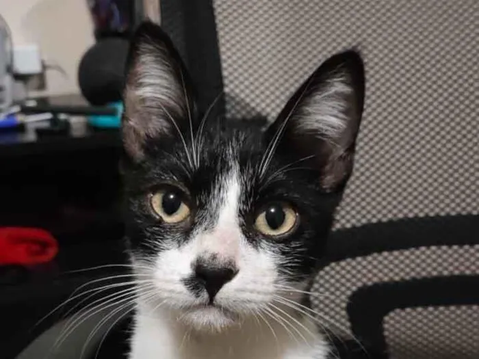 Gato raça SRD-ViraLata idade 2 a 6 meses nome Charlie Chaplin 