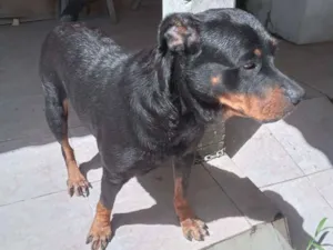 Cachorro raça Rottweiler idade 6 ou mais anos nome Laika