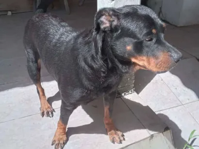 Cachorro raça Rottweiler idade 6 ou mais anos nome Laika
