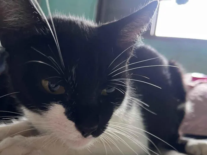 Gato raça SRD-ViraLata idade 2 anos nome Mia