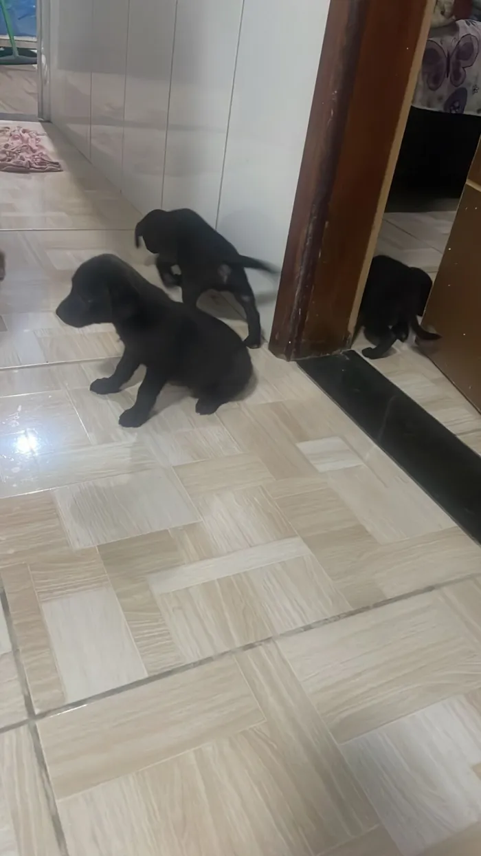 Cachorro raça SRD-ViraLata idade Abaixo de 2 meses nome Black
