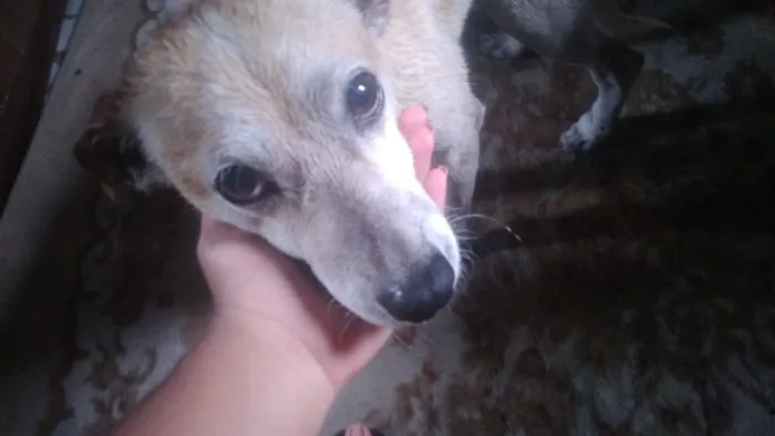 Cachorro raça SRD-ViraLata idade 6 ou mais anos nome Patinha
