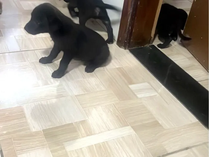 Cachorro raça SRD-ViraLata idade Abaixo de 2 meses nome Black
