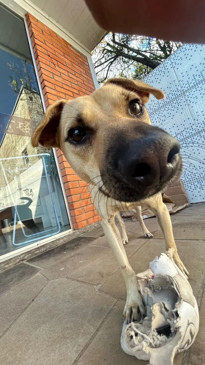 Cachorro raça SRD-ViraLata idade 2 anos nome Aspen