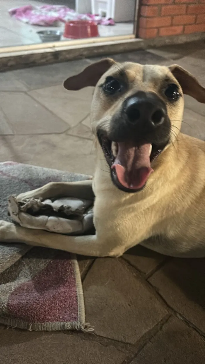 Cachorro raça SRD-ViraLata idade 2 anos nome Aspen