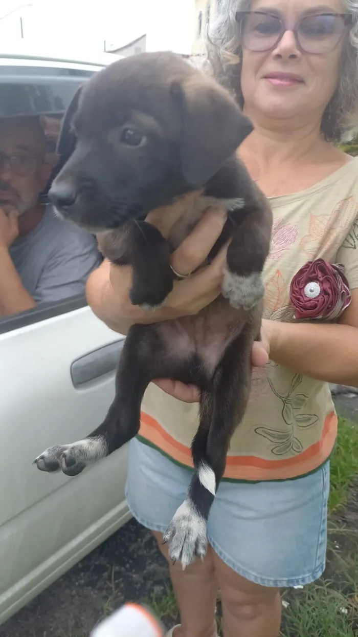 Cachorro raça SRD-ViraLata idade Abaixo de 2 meses nome Pingo