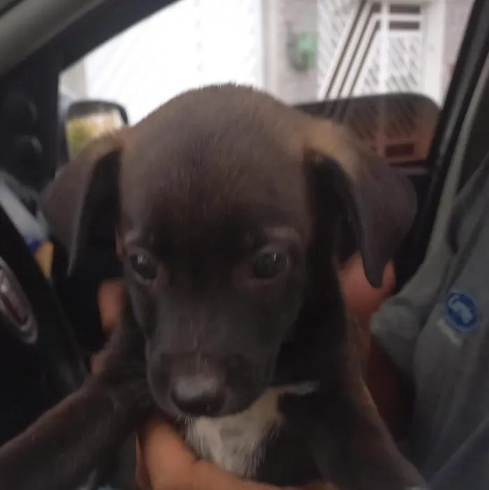 Cachorro raça SRD-ViraLata idade Abaixo de 2 meses nome Pingo