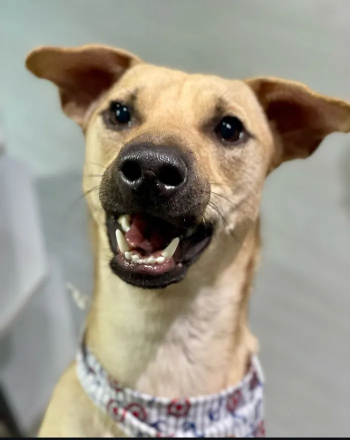 Cachorro raça SRD-ViraLata idade 2 anos nome Aspen